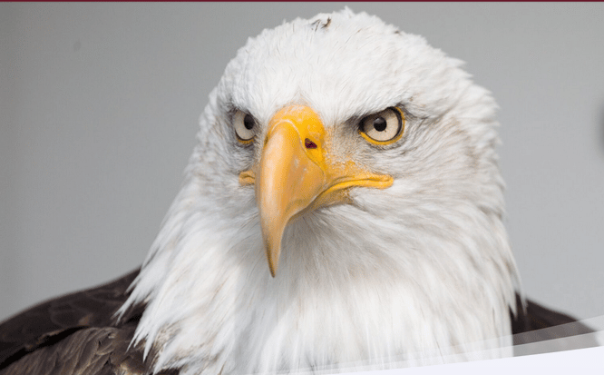 Cricket Switzerland engage Key & Eagle